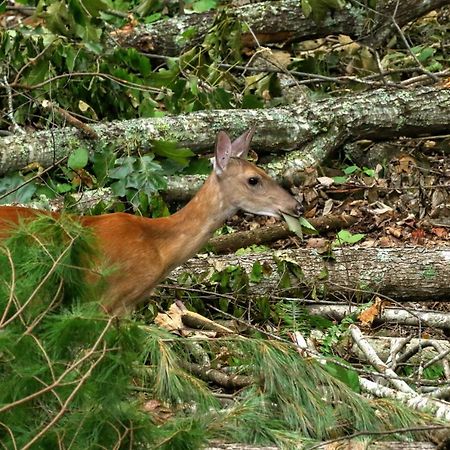 Treetops Cabin Easy To Asheville With Fast Wifi And Great View Swiss Εξωτερικό φωτογραφία