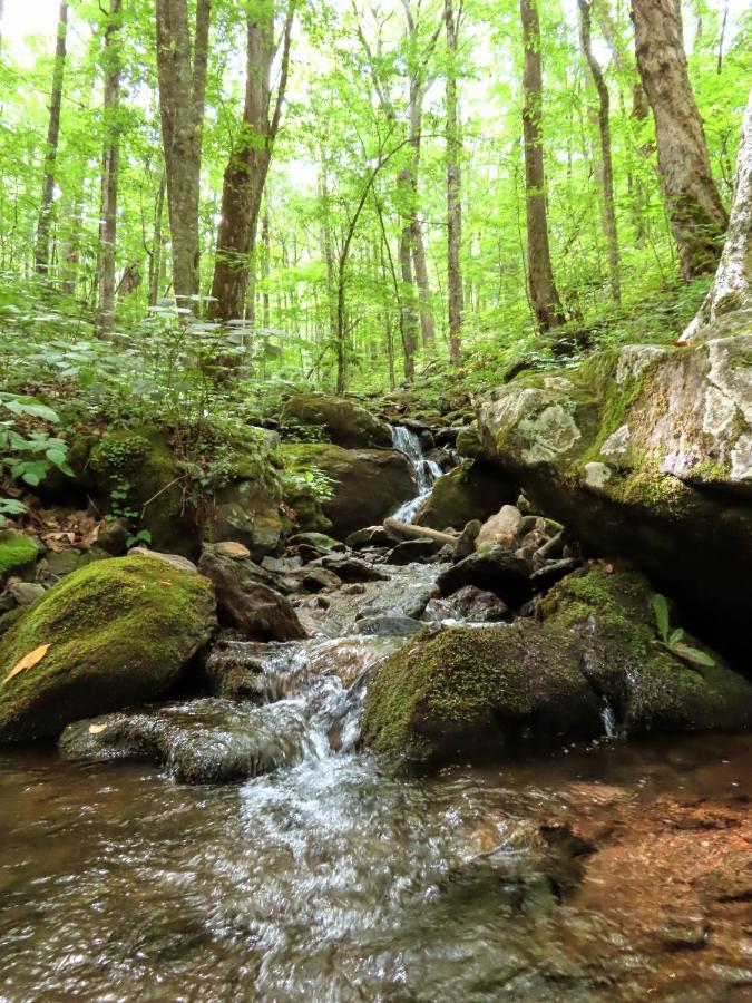 Treetops Cabin Easy To Asheville With Fast Wifi And Great View Swiss Εξωτερικό φωτογραφία