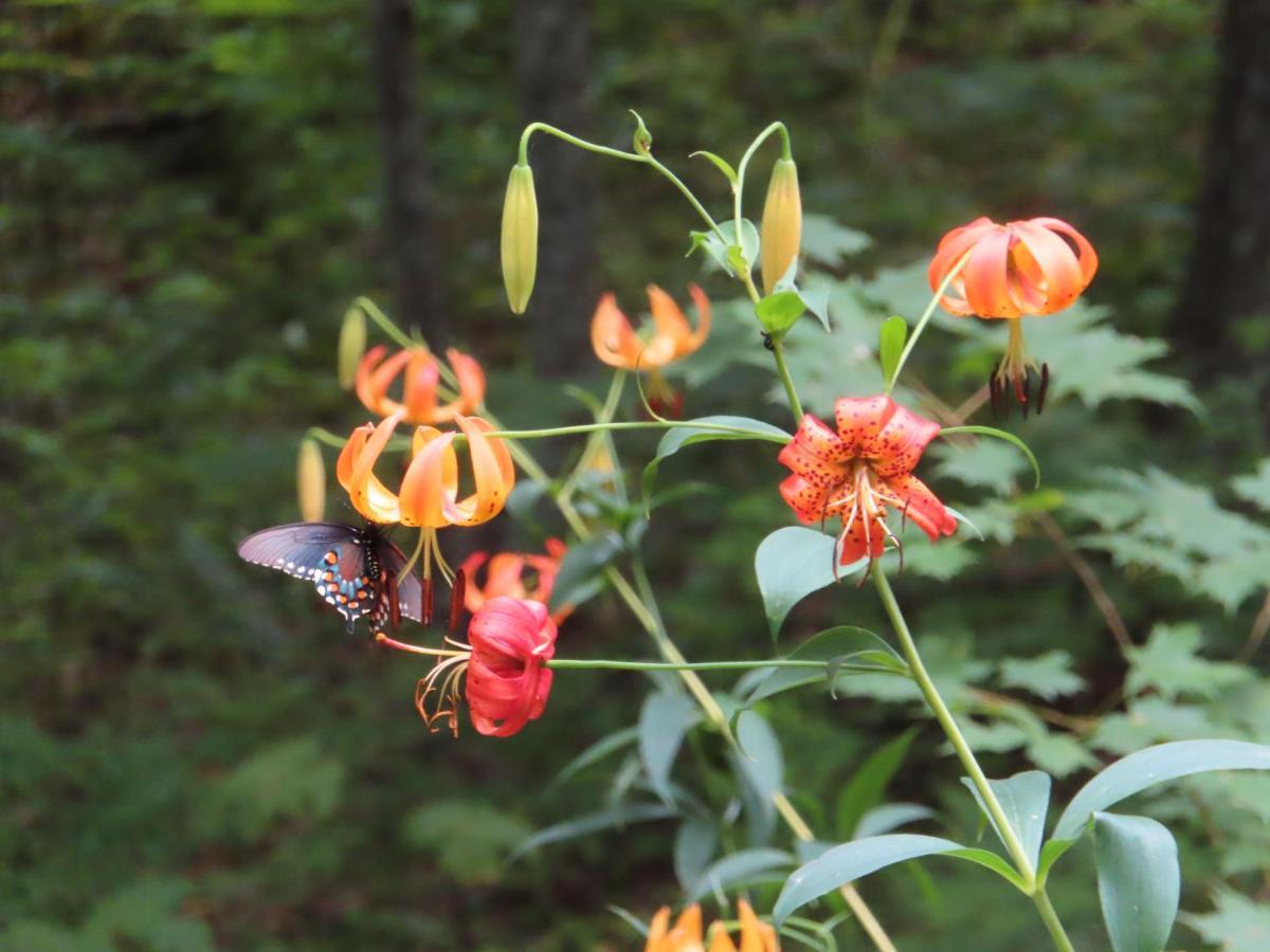 Treetops Cabin Easy To Asheville With Fast Wifi And Great View Swiss Εξωτερικό φωτογραφία