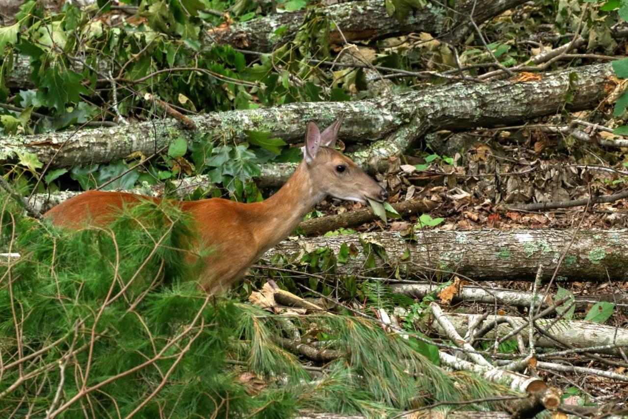 Treetops Cabin Easy To Asheville With Fast Wifi And Great View Swiss Εξωτερικό φωτογραφία